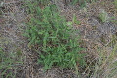 Astragalus