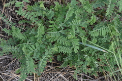 Astragalus
