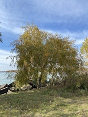 Salix babylonica