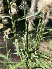 Pterocaulon virgatum