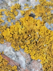 Xanthoria