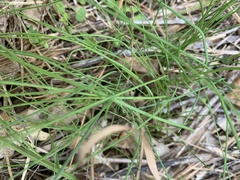 Allium vineale