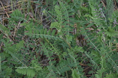 Astragalus