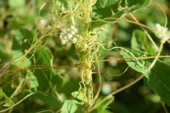 Cuscuta indecora