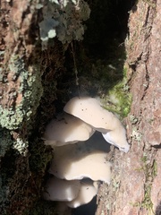 Tyromyces chioneus