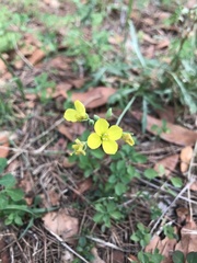 Diplotaxis tenuifolia
