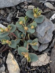 Euphorbia fendleri