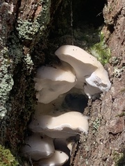 Tyromyces chioneus