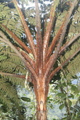 Cyathea lindeniana