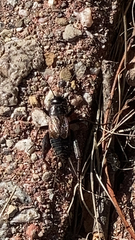 Gryllus pennsylvanicus