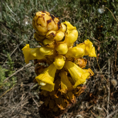 Cistanche phelypaea