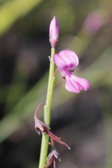 Indigofera ionii
