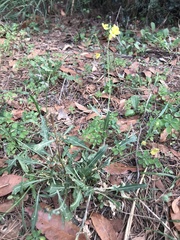 Diplotaxis tenuifolia