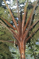 Cyathea lindeniana