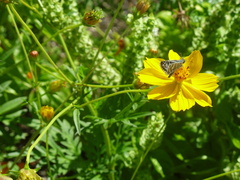 Burnsius communis
