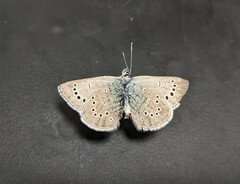 Glaucopsyche lygdamus