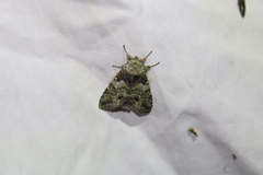 Macrurocampa marthesia