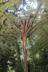 Cyathea lindeniana