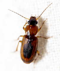 Stenolophus dissimilis