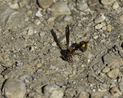 Eumenes bollii