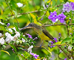 Arachnothera longirostra