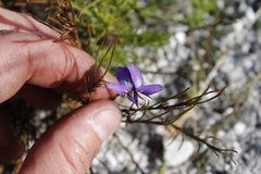 Viola decumbens