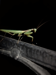 Schizomantodea