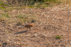 Emberiza capensis