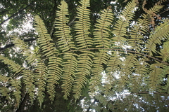 Cyathea lindeniana