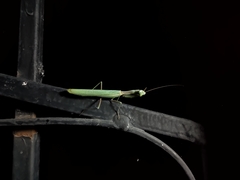 Schizomantodea