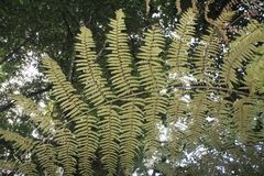 Cyathea lindeniana