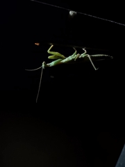Schizomantodea