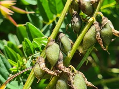 Astragalus brachytropis