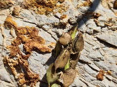 Astragalus brachytropis