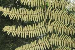 Cyathea lindeniana