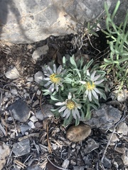 Townsendia jonesii tumulosa