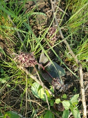 Ledebouria ovatifolia