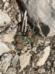 Townsendia jonesii tumulosa