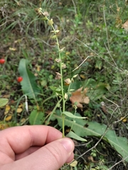 Atriplex oblongifolia
