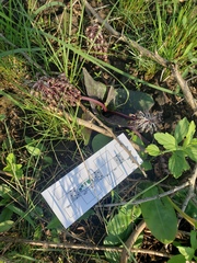 Ledebouria ovatifolia