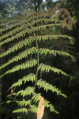 Cyathea lindeniana