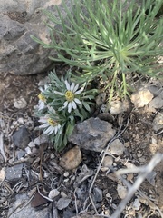 Townsendia jonesii tumulosa