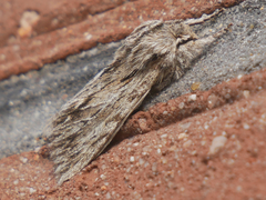 Asteroscopus sphinx