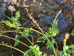Astragalus brachytropis