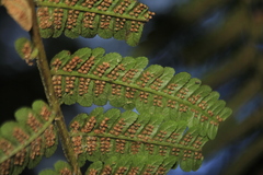 Cyathea lindeniana