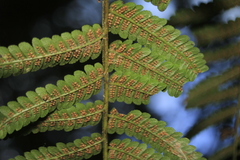 Cyathea lindeniana