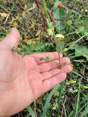 Atriplex oblongifolia