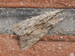 Asteroscopus sphinx