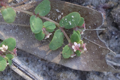 Euphorbia cordifolia