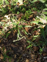 Persicaria hydropiperoides